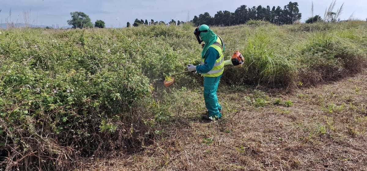 Desbroces en San Sebastián de los Reyes
