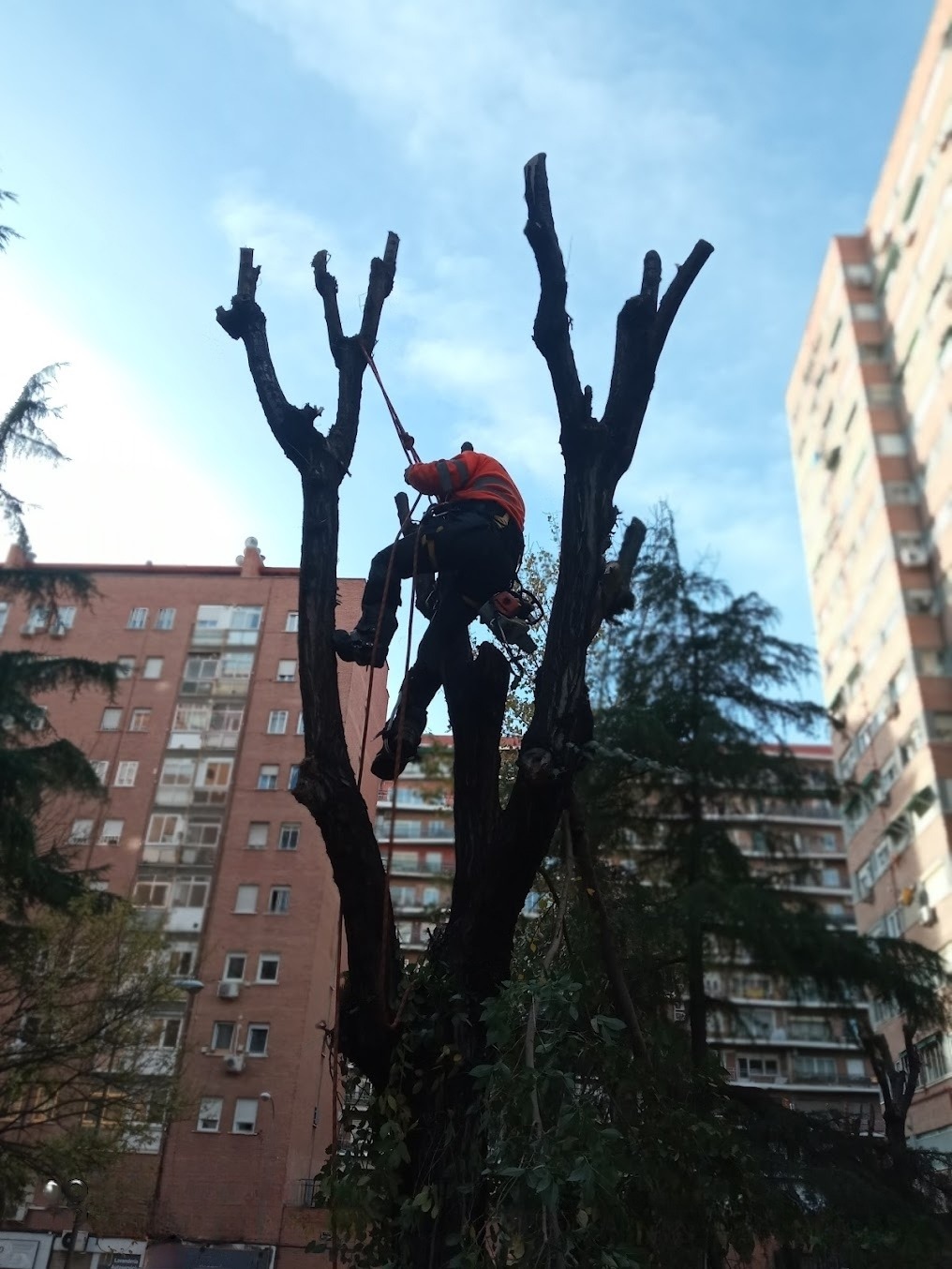 poda-en-altura